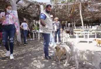Atiende Ecología denuncia de envenenamiento de perros en Isla de la Piedra
