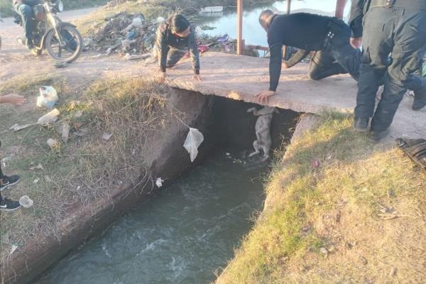Policías rescatan a Güero, un perrito que cayó a un canal en el ejido Flores Magón