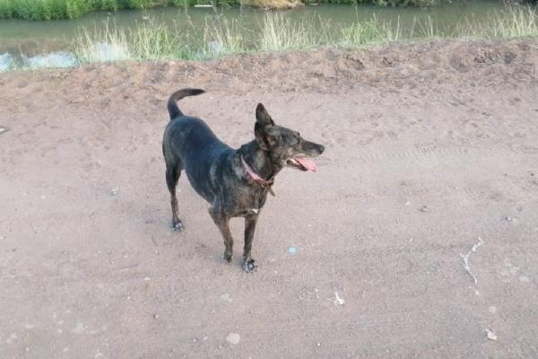 Denuncian envenenamiento de perros y gatos en colonias de Los Mochis