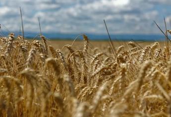 Rusia estima incrementar siembra de trigo