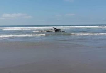  Encuentran ballena sin vida en playa de El Vigia, en Eldorado