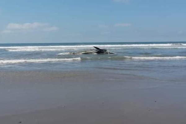 Encuentran ballena sin vida en playa de El Vigia, en Eldorado