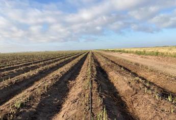 Inicia cosecha de espárragos en el Valle del Carrizo