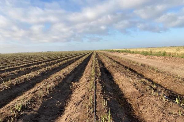 Inicia cosecha de espárragos en el Valle del Carrizo