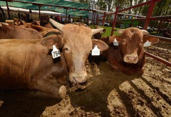 Ahome busca ser clasificado como zona libre de garrapata