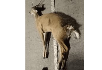 Atropellan y abandonan a Venado silvestre en Mazatlán