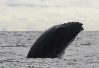 Registran «el disparo», un nuevo sonido emitido por la ballena jorobada