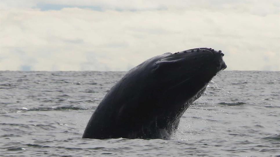 Registran «el disparo», un nuevo sonido emitido por la ballena jorobada