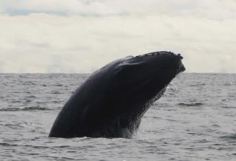 Proceso migratorio de ballena jorobada debe manejarse con respeto