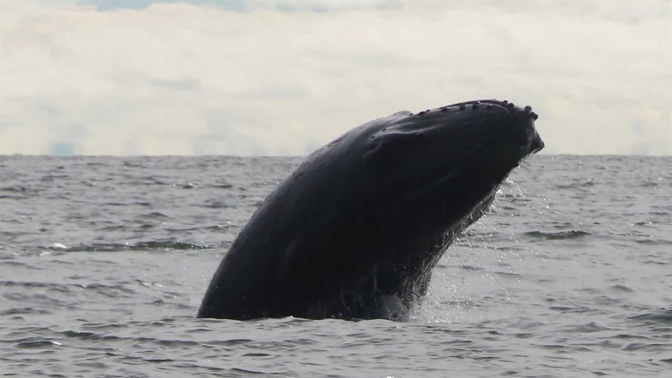 Proceso migratorio de ballena jorobada debe manejarse con respeto