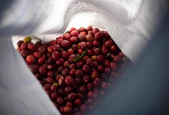 Beber café, un placer cada vez más costoso en América Latina