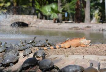 Aparecen animales muertos en el Parque Sinaloa