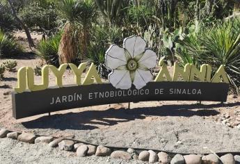 «Juyya Ánnia», primer jardín etnobiológico de la cultura mayo-yoreme