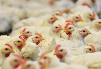 EEUU detecta en Colorado caso de contagio humano con la gripe aviar