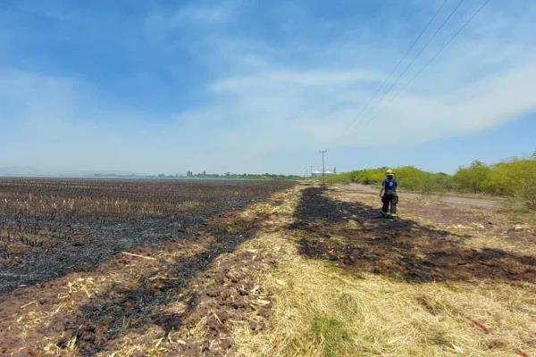 Por quema de soca, aplicarán multas de hasta $30 mil 982