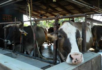 Escasea alimento para el ganado en Mazatlán