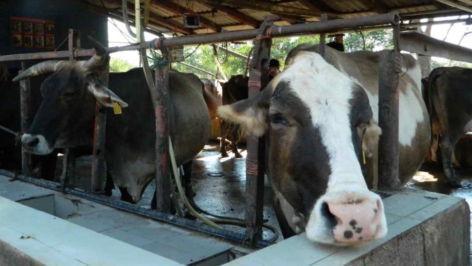 Escasea alimento para el ganado en Mazatlán