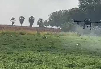 Atacan con drones la plaga de chinches en el cártamo
