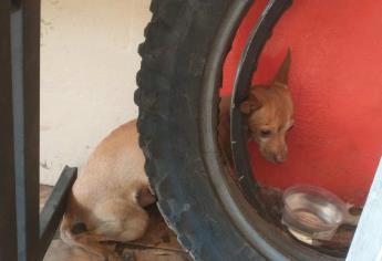 Se pierde un perrito y se refugia en un taller de motos de Culiacán
