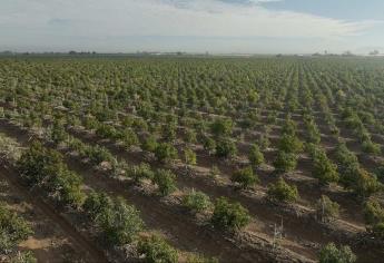 Siembran aguacate en el desierto de Sonora