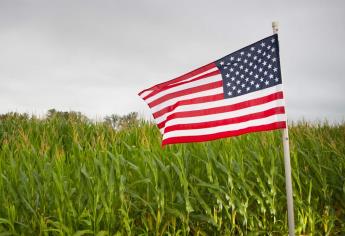 Baja calidad de la siembra de maíz en EUA