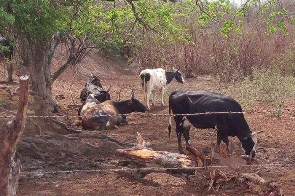 Detectan estafadores de ganaderos que prometen apoyos falsos