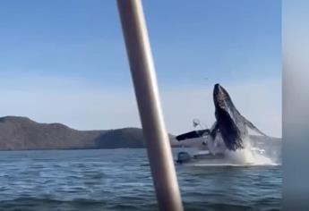 Semarnat pone límites para observar ballenas