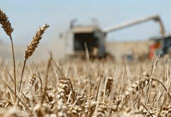 Eliminar glifosato bajará producción de granos