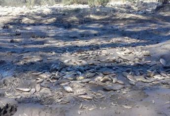 Río Choix se queda sin agua, mueren miles de peces