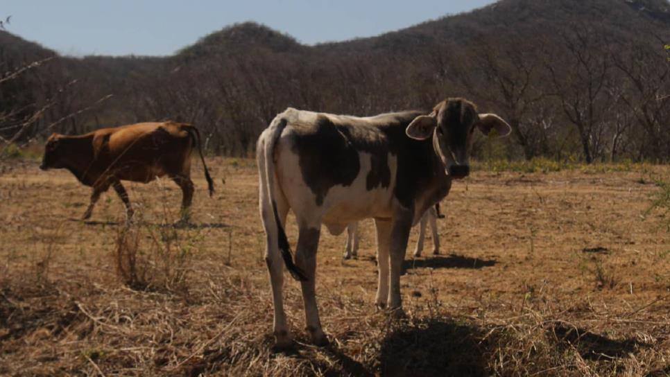 Sacrificarán más de 200 reses en Mazatlán tras detectar brucelosis