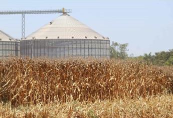 Zonas frías de Sinaloa seguirán apostando por trigo