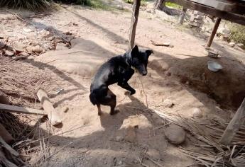 Buscan crear fundación para ayudar y proteger a animales de calle en El Rosario