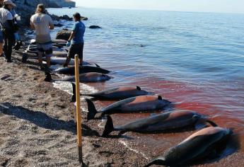 Unos 30 delfines mueren varados cerca de La Paz