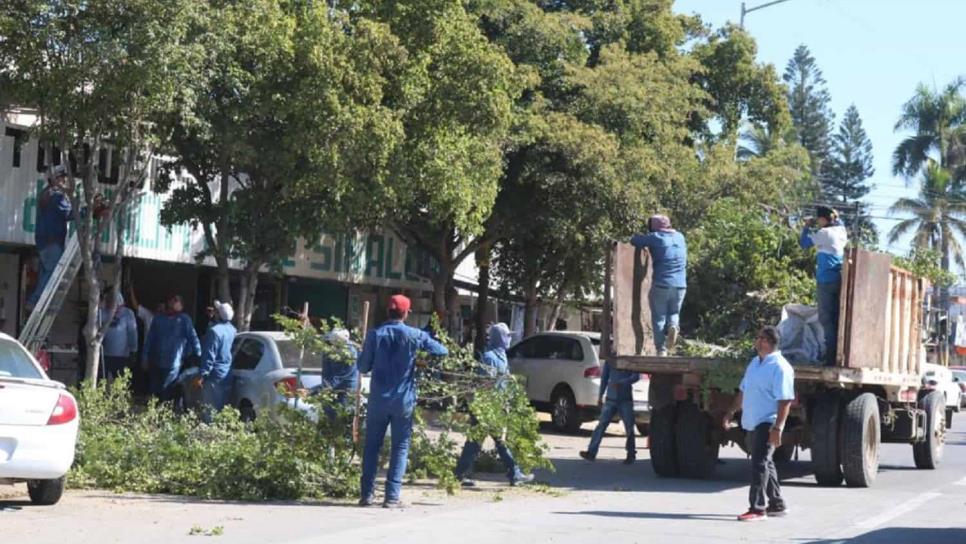 Gobierno de Ahome llama a solicitar permisos a quien pretenda talar un árbol