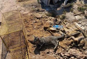 Protección Civil confunde gato doméstico con gato Montés y lo libera