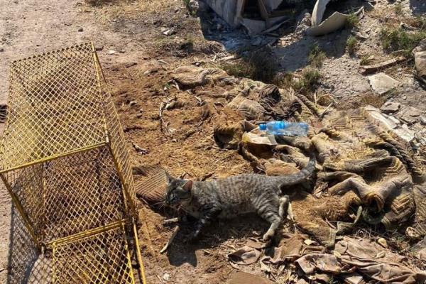 Protección Civil confunde gato doméstico con gato Montés y lo libera