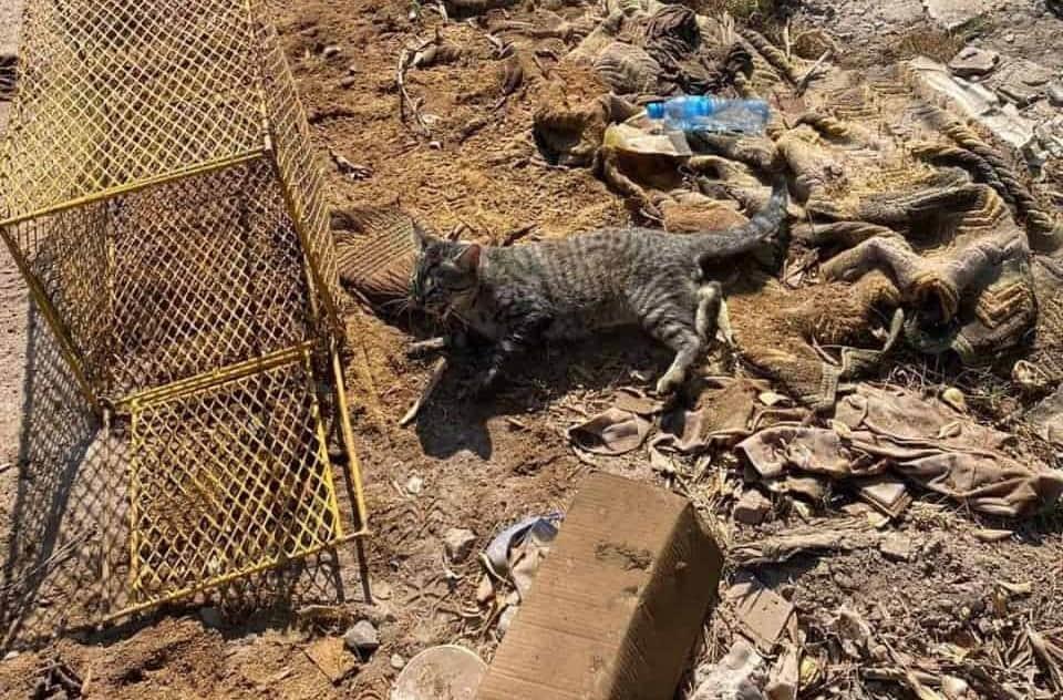 Protección Civil se disculpa con familia de gato Bob