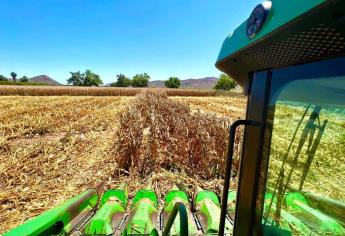 Se reduce ciudad de la siembra de maíz en EUA