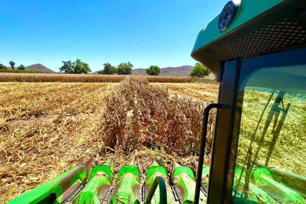 Se reduce ciudad de la siembra de maíz en EUA