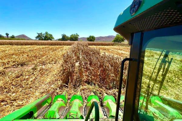 Sinaloa producirá 6 MDT en ciclo 22-23