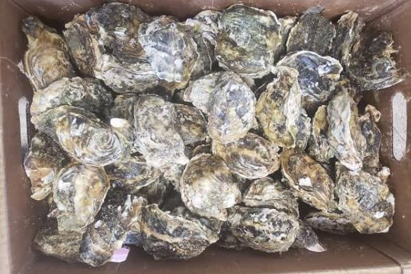 Recolectarán conchas de ostiones para purificar el mar en Mazatlán