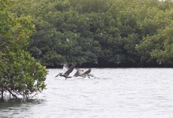 Desarrollará QB4 proyecto de remediación de la bahía de Ohuira