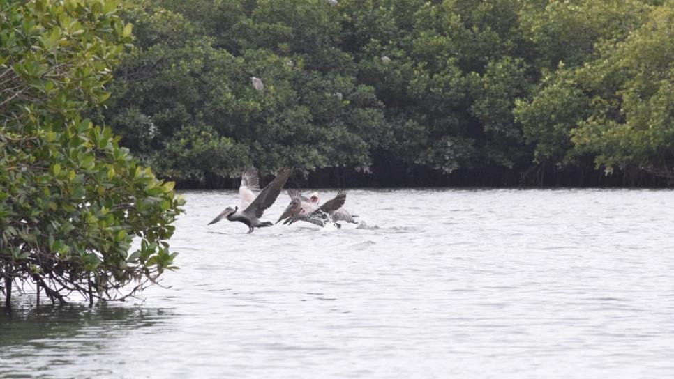 Desarrollará QB4 proyecto de remediación de la bahía de Ohuira