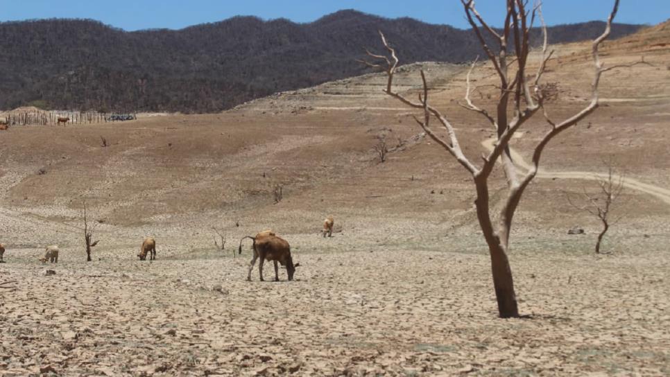 Con Fábricas del Agua, buscan reforestar cuencas de Sinaloa