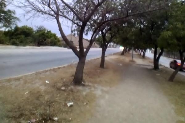 Advierten por enredadera que seca los árboles en Mazatlán