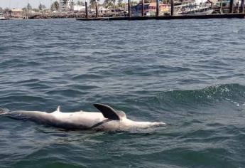Aparece delfín muerto a pocos metros del malecón de Altata