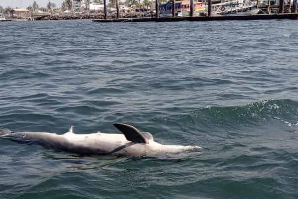 Aparece delfín muerto a pocos metros del malecón de Altata