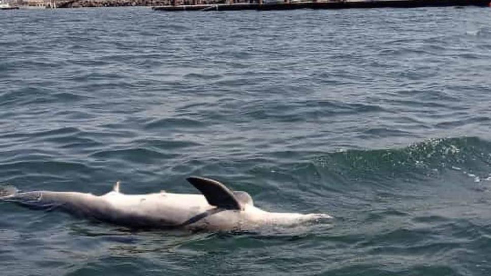 Aparece delfín muerto a pocos metros del malecón de Altata