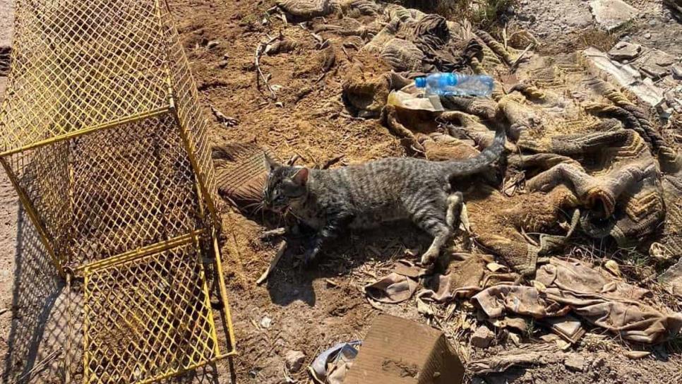 ¿Dónde está Bob?, continúa la búsqueda de gato liberado por Protección Civil