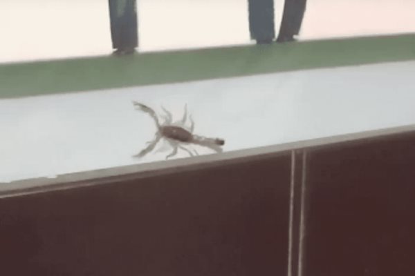 Denuncian plaga de Alacranes en el Servicio Meteorológico de Mazatlán